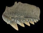 Fossil Cow Shark (Notorhynchus) Tooth - Aurora, NC #47644-1